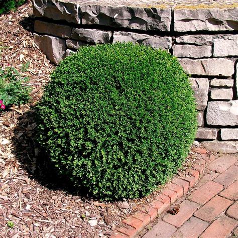 Wintergreen Boxwoods For Sale