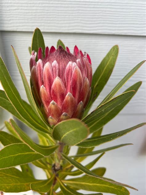 Flowering Protea Pink Ice Sylvia Red Live Plant In 3 Gallon Grower