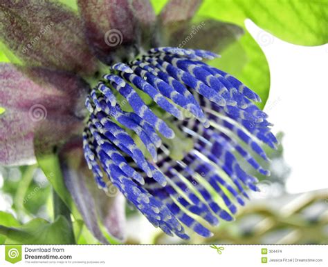 Tropical Blue Flower Stock Photo Image Of Colorful