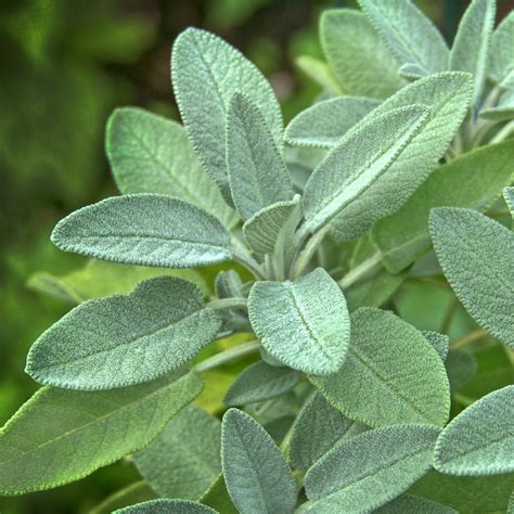 Sage Plant Care How To Plant Grow And Harvest Garden Sage