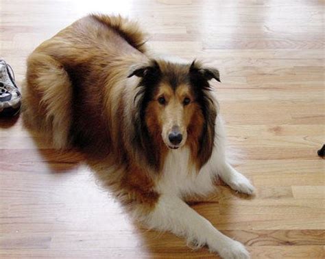 A comparison of finishing options available. Best Pet-Friendly Flooring Options for Dogs | Dengarden