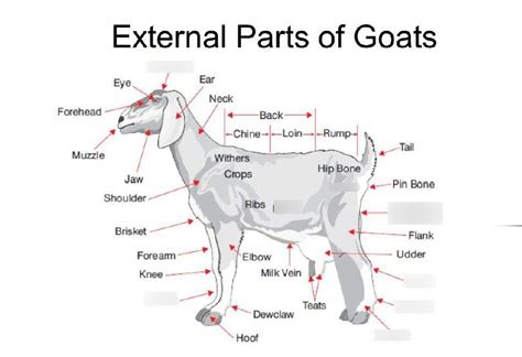Goat Body Parts Diagram Quizlet