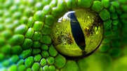Snake Eye Wallpaper (70+ images)