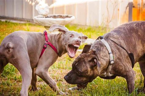 How To Redirect A Dogs Aggression