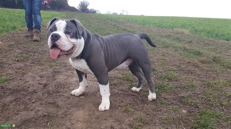 The breed is listed in the ukc guardian dog group. Stud Dog - Olde English Bulldog blue STUD ONLY - Breed ...