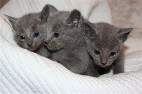 Our bengal cattery sells bengal kittens in the north texas panhandle. Russian Blue Cats For Sale | Minneapolis, MN #290681