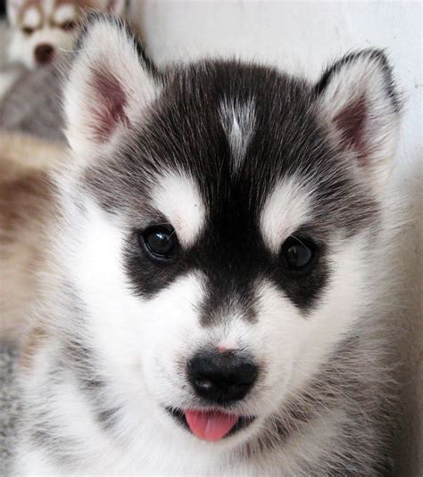 Cute siberian husky puppy pictures: Puppy Siberian Husky close up wallpapers and images - wallpapers, pictures, photos