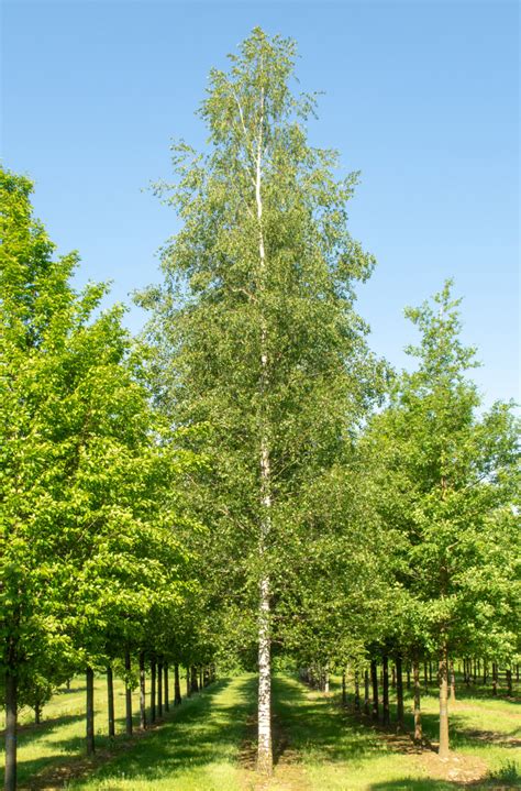 Buy Silver Birch tree online FREE UK DELIVERY   FREE 3 YEAR TREE WARRANTY