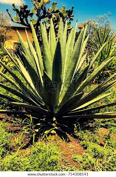 Agave Plant Mexico Stock Photo 754308541 Shutterstock