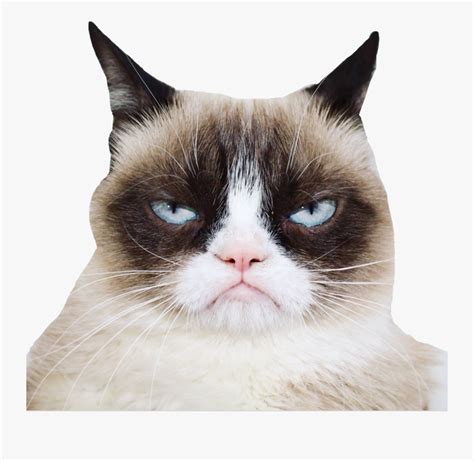 Official Grumpy Cat Grumpy Cat Free Transparent Clipart Clipartkey
