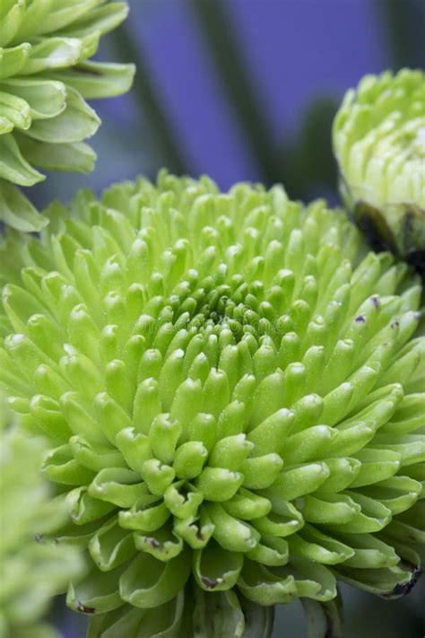 Green Chrysanthemum Flower Stock Photo Image Of Gold 83352208
