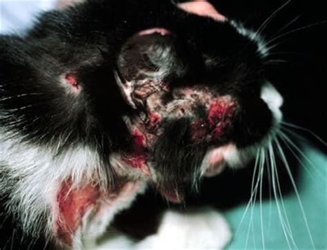 Flea allergy dermatitis as the name implies is an allergy which affects both cats and dogs. Eczéma du chat - symptômes et traitement | Lebernard