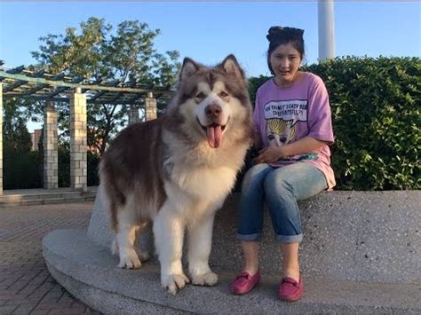 Why buy a puppy or dog when you can adopt all breeds, sizes and ages for absolutely free. Alaskan malamute giant for sale | Dogs, breeds and ...