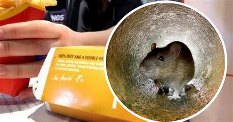 Video Shows Huge 12 Inch Rat Infestation At Devon Mcdonalds Somerset