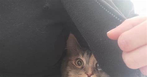 Scaredy Cat Album On Imgur