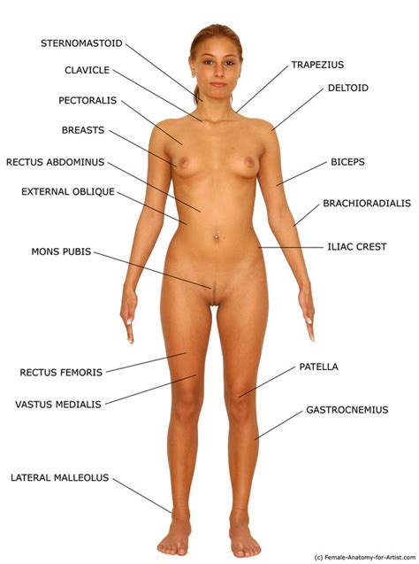 Nude Female Human Body Repicsx Com