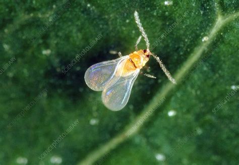 Of dramatically variable appearance and extreme sexual dimorphism, they comprise the superfamily coccoidea. Red scale insect - Stock Image - Z295/0219 - Science Photo ...