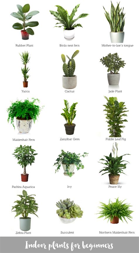 Indoor Plants For Beginners House Plants Indoor Best Indoor Plants