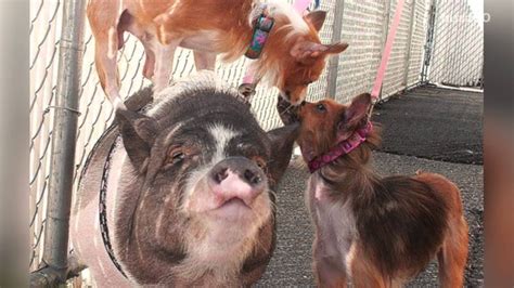A Pig And Two Dogs Are Best Friends And Want To Stay