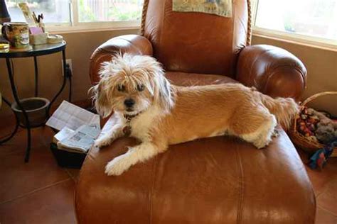 Bea Tzu Beagle Shih Tzu Mix Dog Breed Info Temp Puppies And Pictures