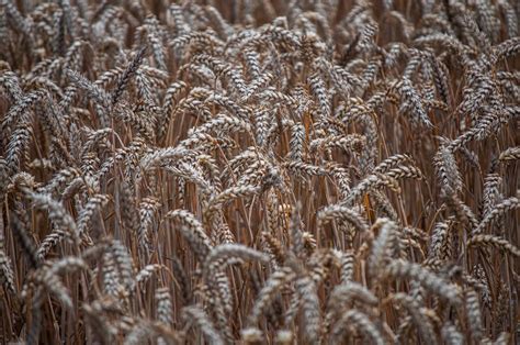 Grain Texture Pictures Download Free Images On Unsplash