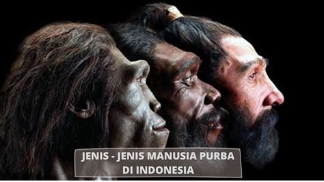 Manusia Purba Di Indonesia Pengertian Jenis Ciri Gambar 8 Images