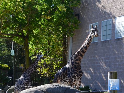 Attraction Of The Week Roger Williams Park Zoo In Providence Top Ten