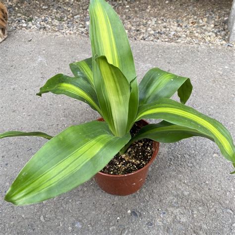 Corn Plant Dracaena Fragrans Tropicals And Houseplants › Anything Grows