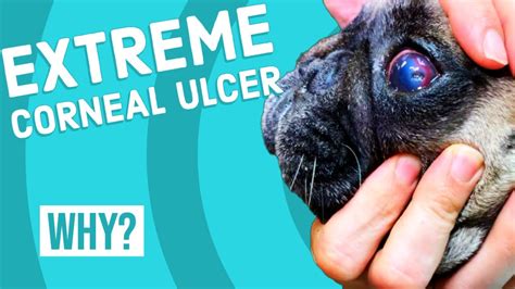 Extreme Corneal Ulcer In Dog Youtube