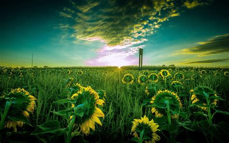 Sun Flower Field 5k Mac Wallpaper Download Allmacwallpaper