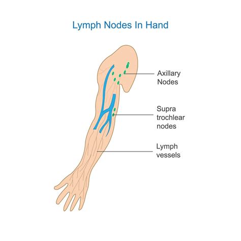 Lymph Node Anatomy Labeled Diagram Showing The Lymph Nodes In Hand