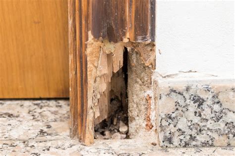 How To Check For Signs Of Termites In Your Property Termite Damage