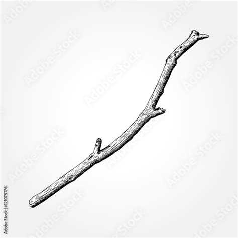 Detailed And Precise Ink Drawing Wood Twig Isolated On White Forest