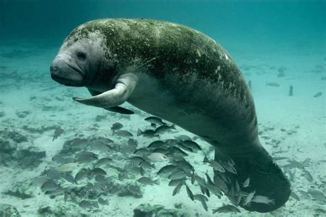 West Indian Manatee Climate Adaptation Explorer