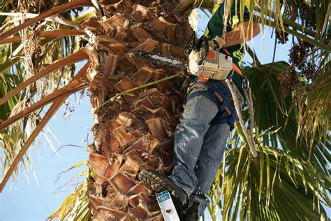 How Much Does It Cost To Trim A Palm Tree Palm Tree Skinning Trimming