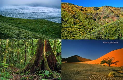 Introducción A La Ecología Biomas Terrestres Los Bosques