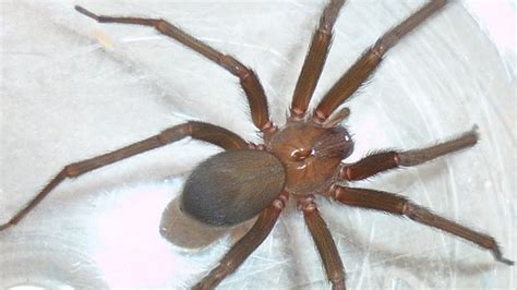 Facts And Fun Brown Recluse Spider
