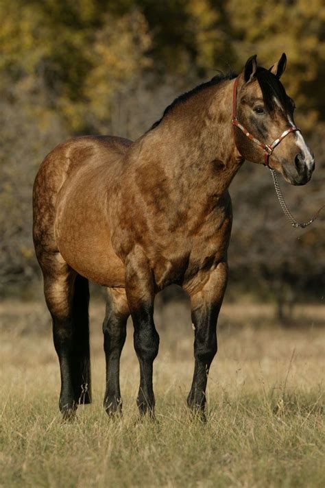 See more ideas about buckskin horse, pretty horses, beautiful horses. Dappled Buckskin | Aqha horses