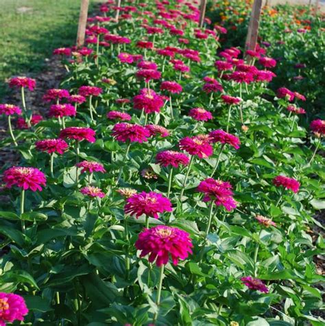 Growing Great Zinnias The Gardeners Workshop