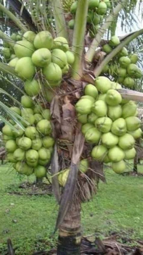 Dwarf Coconut Tree Malayan Dwarf 3ft To 4ft Tree Etsy