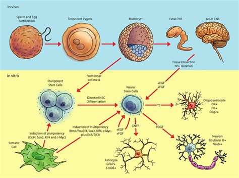 Pathway Of Pluripotent Stem Cells To Neural Cell Populations Download Scientific Diagram
