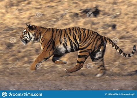 Bengal Tiger Panthera Tigris Tigris Adult Running Stock Photo Image