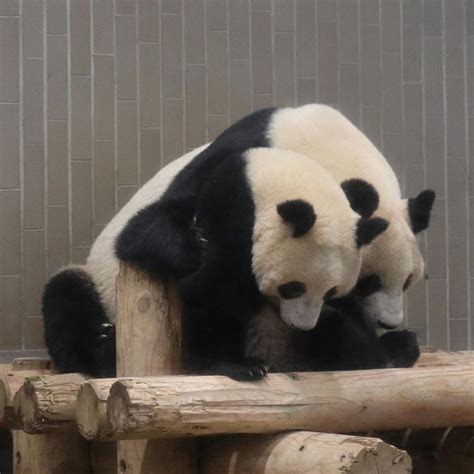 下に何かいるの⁇ Panda Bear Panda Giant Panda