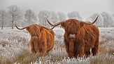 Cow Winter Wallpapers - Wallpaper Cave
