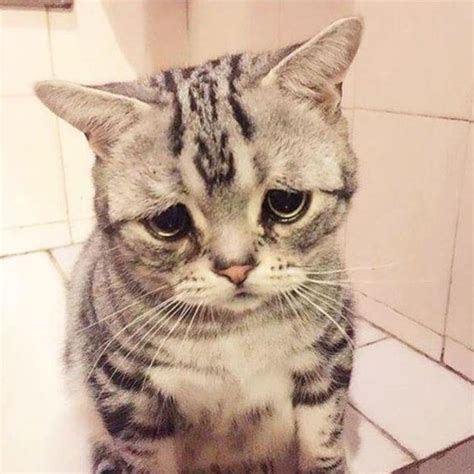 16 Sad Animals Who Are Just Waiting For Your Cuddles