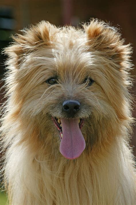 Dog breeds medium and large. 40 Medium-Sized Dog Breeds That Are the Perfect First Pet for Any Family | Family dogs breeds ...