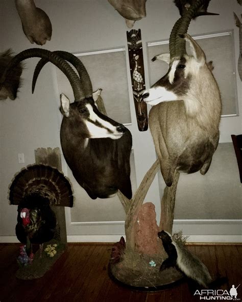 Sable Roan And Honey Badger Pedestal Mount Taxidermy