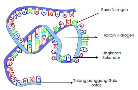 Mengenal DNA Dan RNA Dalam Pewarisan Sifat Kelas Pintar