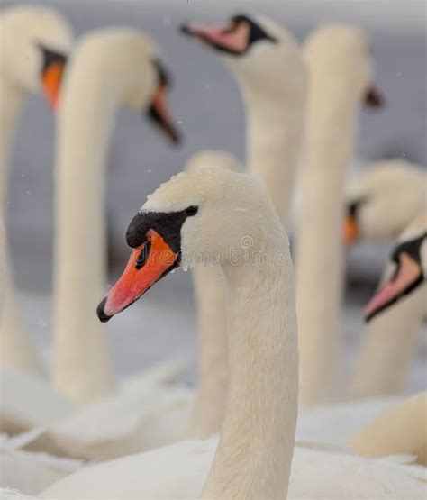 Mute Swan Cygnus Olor Stock Photo Image Of Mute Bird 111510872