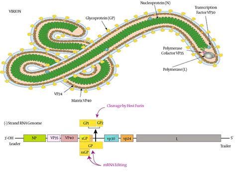 Marburg virus is a hemorrhagic fever virus of the filoviridae family of viruses and a member of the species marburg marburgvirus, genus marburgvirus. Structure and the Genome of Ebola Virus (24) | Download ...